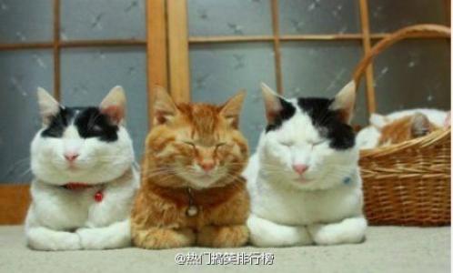 可爱卡通小猫咪高清图片手机壁纸第4张