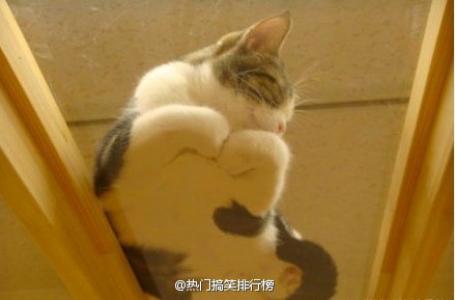 可爱卡通小猫咪高清图片手机壁纸第5张