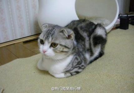可爱卡通小猫咪高清图片手机壁纸第6张