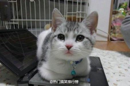 小猫图片 _ 第(8)张