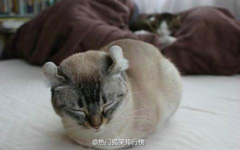 小猫图片 _ 第(9)张