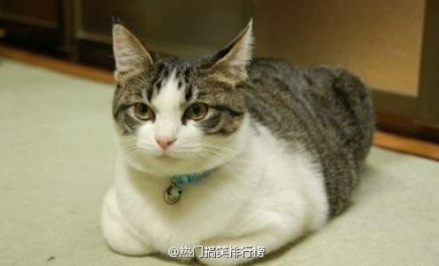 小猫图片 _ 第(10)张