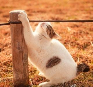 可爱猫咪图片第5张