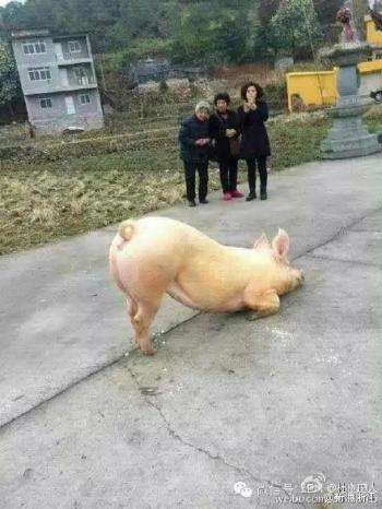 图片 _ 第(3)张