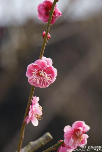 阳春三月绽放的梅花 高清梅花摄影图片欣赏第0张