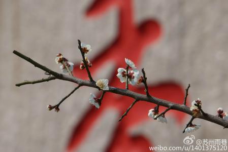 阳春三月绽放的梅花 高清梅花摄影图片欣赏第2张