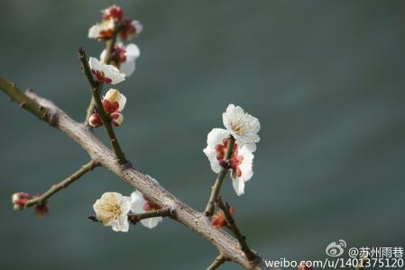 阳春三月绽放的梅花 高清梅花摄影图片欣赏第3张