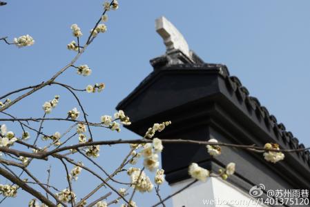 阳春三月绽放的梅花 高清梅花摄影图片欣赏第4张