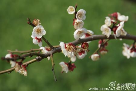 阳春三月绽放的梅花 高清梅花摄影图片欣赏第6张