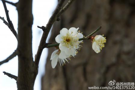 梅花图片 _ 第(9)张