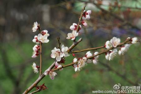 梅花图片 _ 第(10)张