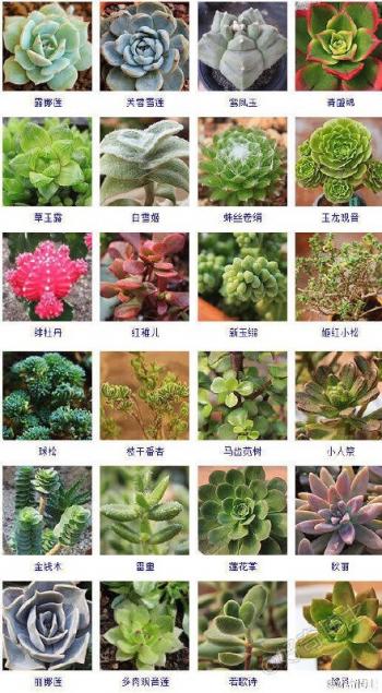 多肉植物图鉴 700种多肉植物图鉴 所有易养净化空气的多肉植物总汇图片大全第5张