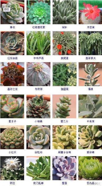 多肉植物图鉴 700种多肉植物图鉴 所有易养净化空气的多肉植物总汇图片大全第6张