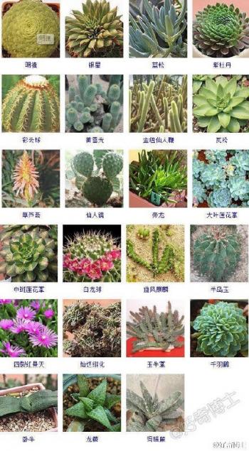 图片 _ 第(8)张