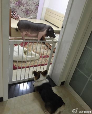 猪图片图片 _ 第(6)张