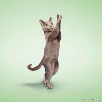 小猫图片 _ 第(4)张