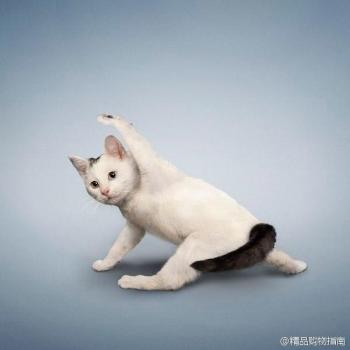 小猫图片 _ 第(5)张