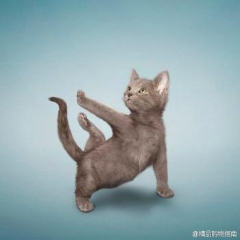小猫图片 _ 第(6)张