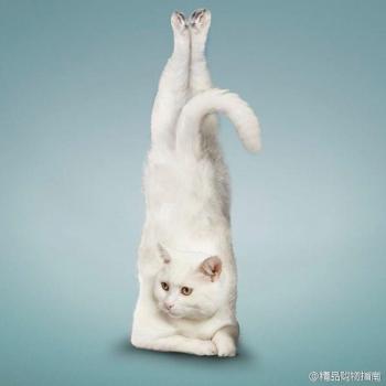小猫图片 _ 第(8)张