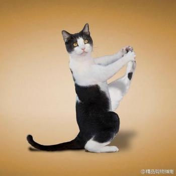 小猫图片 _ 第(9)张