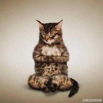小猫图片 _ 第(10)张