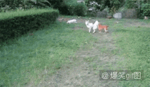 动态图片图片 _ 第(4)张
