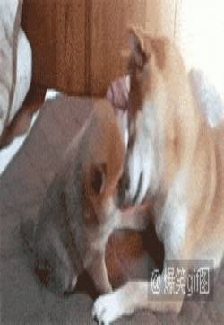 邪恶动态图 搞笑GIF图片 邪恶搞笑的动态GIF图集