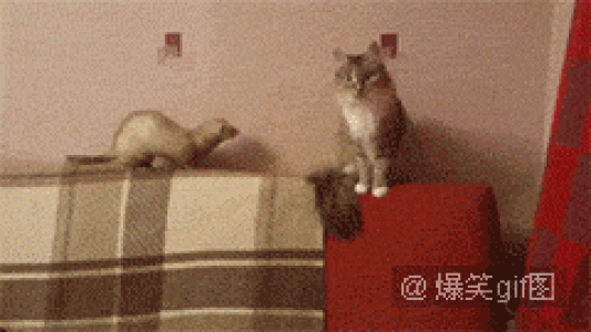 经典搞笑gif图片图片 _ 第(6)张