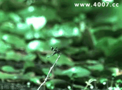 经典搞笑gif图片图片 _ 第(9)张