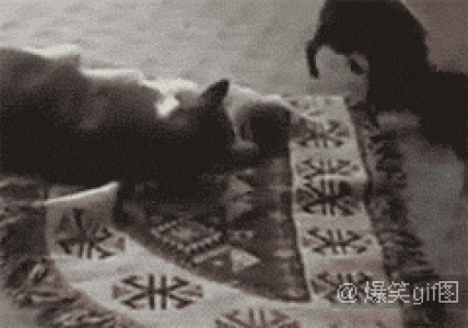 经典搞笑gif图片图片 _ 第(6)张