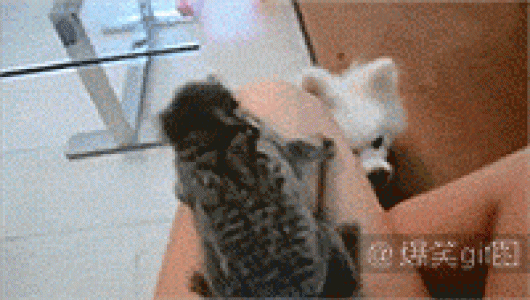 经典搞笑gif图片图片 _ 第(20)张