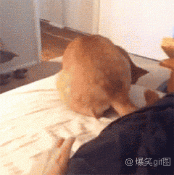 经典搞笑gif图片图片 _ 第(3)张