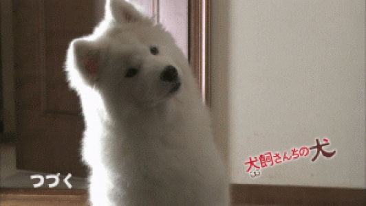 经典搞笑gif图片图片 _ 第(5)张