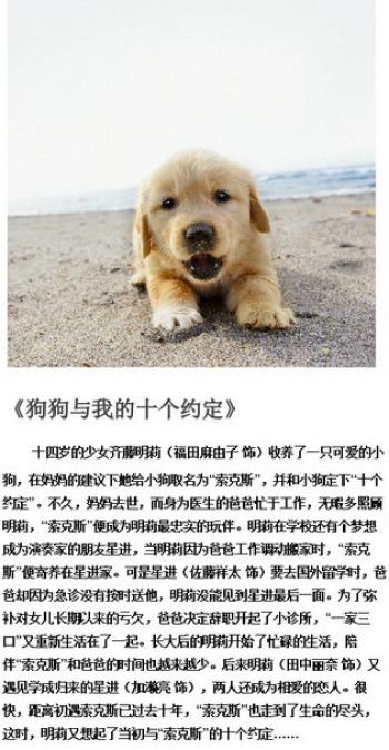 关于狗狗的感人电影有哪些推荐九大感动全球的狗狗电影第5张