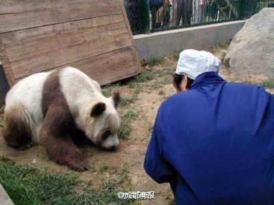 邓紫棋宣传环保 与熊猫约会图片第4张