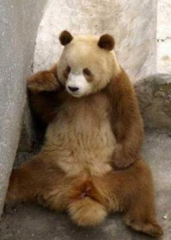 邓紫棋宣传环保 与熊猫约会图片第5张