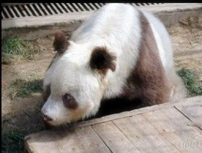 邓紫棋宣传环保 与熊猫约会图片第6张