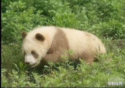 熊猫图片 _ 第(9)张
