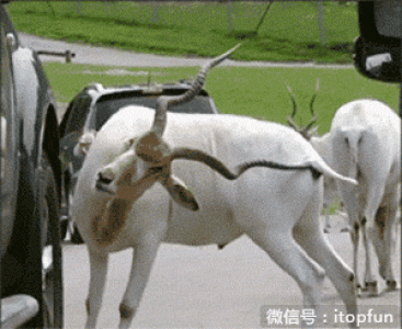 经典搞笑gif图片图片 _ 第(9)张