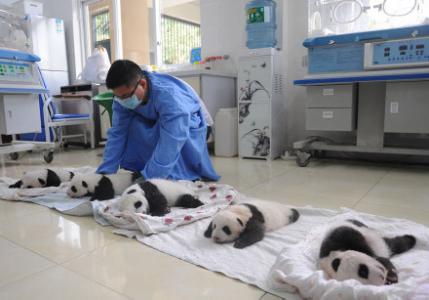 熊猫图片 _ 第(1)张