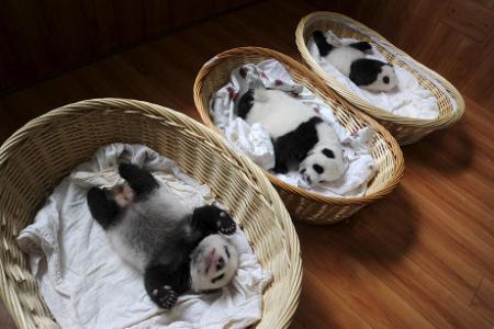 熊猫图片 _ 第(4)张