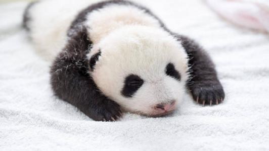 熊猫图片 _ 第(6)张