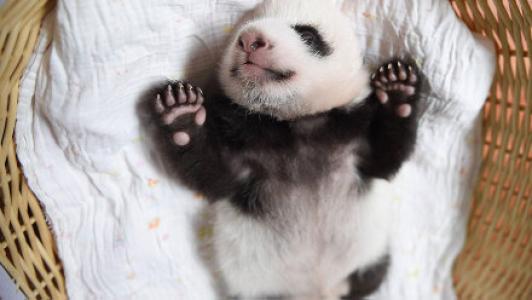 熊猫图片 _ 第(10)张