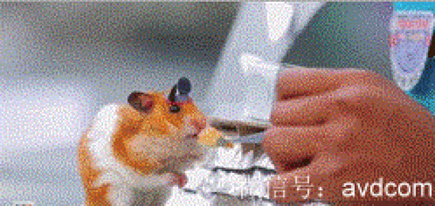 经典搞笑gif图片图片 _ 第(4)张