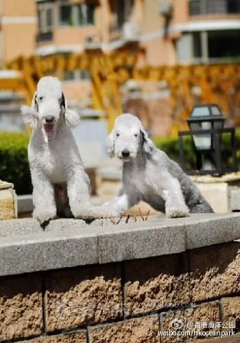 贝林登梗犬图片披着羊皮的狗狗贝林登梗犬图集第5张