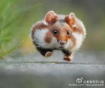 第0张