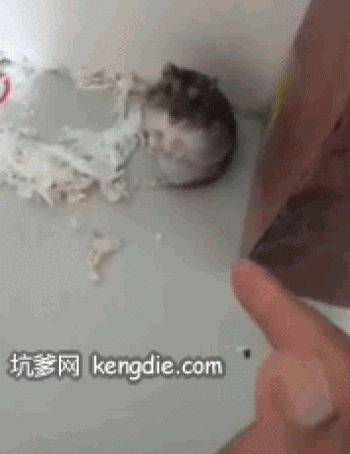 动态图片图片 _ 第(1)张
