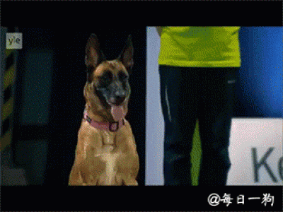高清比利时马林诺斯犬图片狗图片动物图片第6张