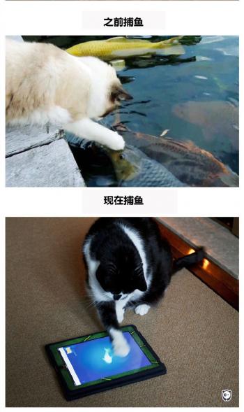 现代生活对猫产生的变化第2张