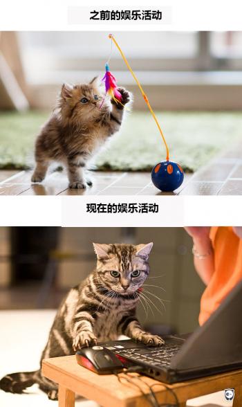 现代生活对猫产生的变化第3张